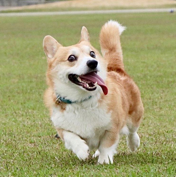 thánh biểu cảm gen